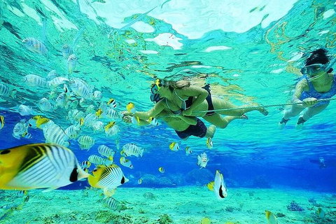 Guided Snorkel With Fish Tour At Wavebreak Island, Gold Coast - Attractions 3