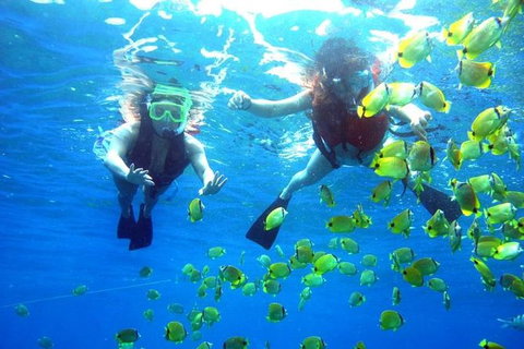 Guided Snorkel With Fish Tour At Wavebreak Island, Gold Coast - Attractions 0