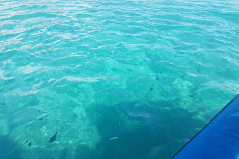 Guided Snorkel With Fish Tour At Wavebreak Island, Gold Coast - Attractions 10