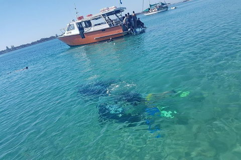 Guided Snorkel With Fish Tour At Wavebreak Island, Gold Coast - Attractions 6