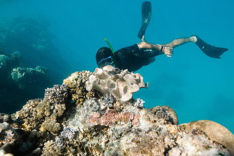 Full Day Snorkel In The Great Barrier Reef - Attractions 5