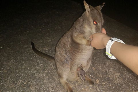 Paronella Park, Historic Village Herberton And Granite George Wild Life Kangaroo - Attractions 3