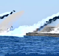 Noosa Whale Watching - Attractions