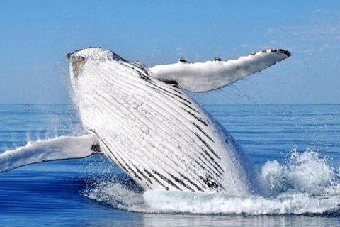 Stradbroke Island Adventure - Attractions 8