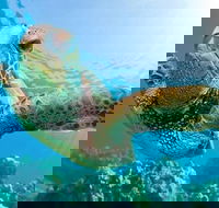 Guided Snorkel with Fish Tour at Cook Island Aquatic Reserve - Attractions