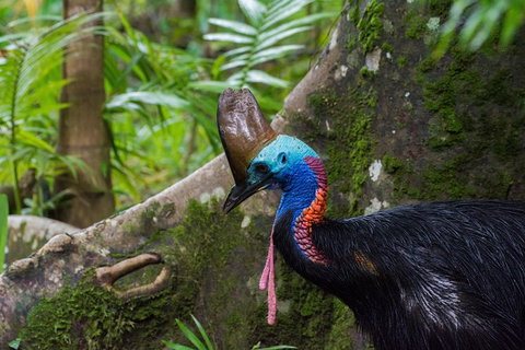 Daintree Afternoon Nocturnal Nature And Wildlife Tour - See Attractions 0