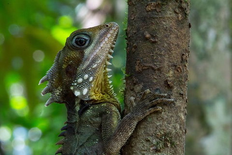 Daintree Afternoon Nocturnal Nature And Wildlife Tour - See Attractions 1