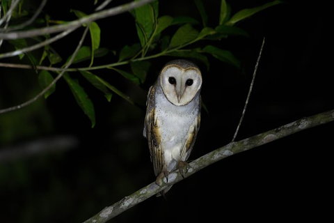Daintree Afternoon Nocturnal Nature And Wildlife Tour - See Attractions 10