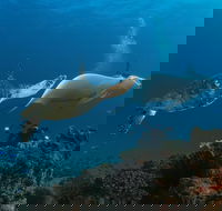 Gold Coast Try-Scuba Experience at Cook Island Aquatic Reserve - Attractions