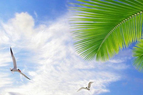 Airport Transfer - Mission Beach To Cairns Airport - Attractions 4