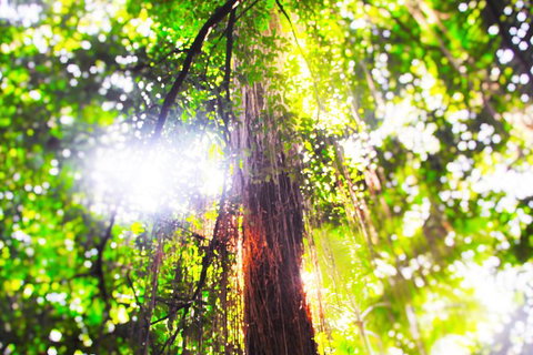 Airport Transfer - Mission Beach To Cairns Airport - Attractions 1