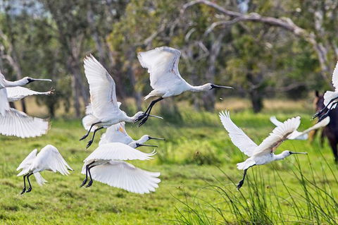 Reef, Wildlife & Rainforest - Reef & Beyond Guided Holidays - Attractions 1