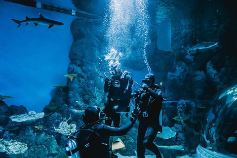 Cairns Aquarium Dive With The Sharks - Attractions 2