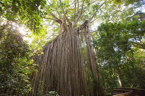 Cairns Adventure Package- 4 Tours In 3 Days! - Attractions 2