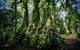 Natural Bridge, Springbrook & Gold Coast Tour - thumb 4