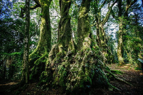 Natural Bridge, Springbrook & Gold Coast Tour - Attractions 4