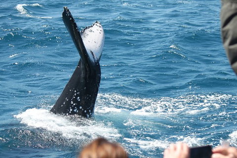 Half-Day Whale Watching In Urangan - Attractions 2