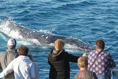 Half-Day Whale Watching In Urangan - Attractions 5