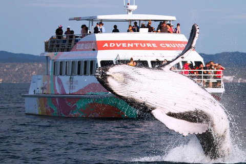 Half-Day Whale Watching In Urangan - Attractions 0