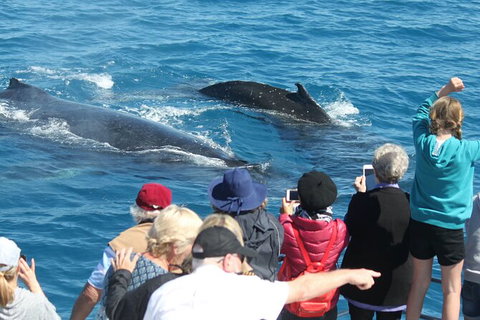 Half-Day Whale Watching In Urangan - Attractions 4