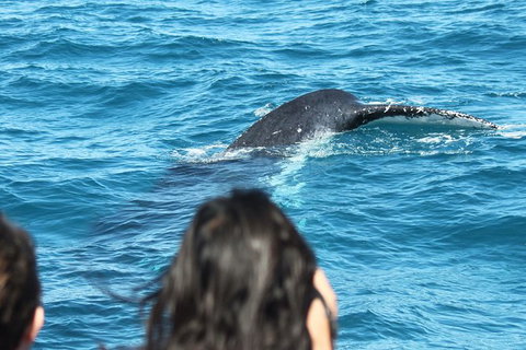 Half-Day Whale Watching In Urangan - Attractions 7