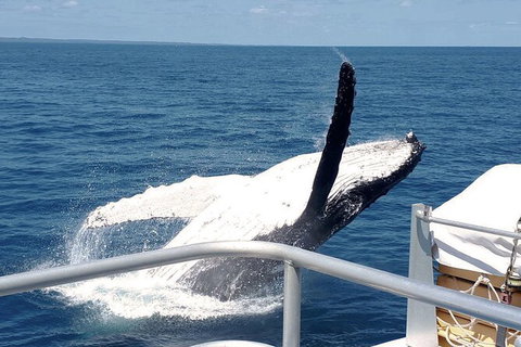 Half-Day Whale Watching In Urangan - Attractions 3