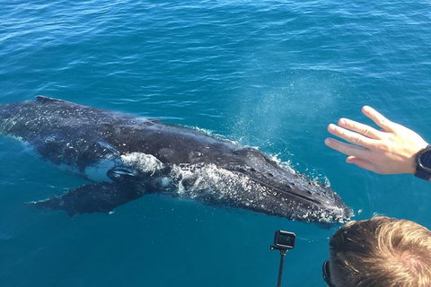 Half-Day Whale Watching In Urangan - Attractions 6