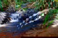 Glow Worms Tour - Nocturnal Rainforest Walk - Small Group