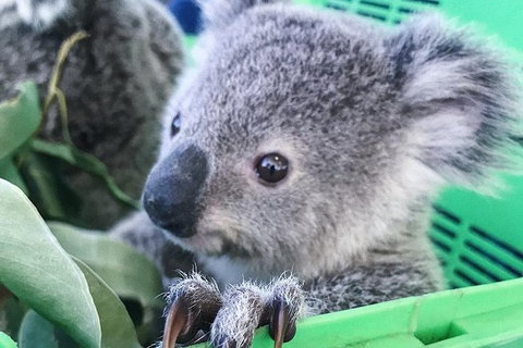 Nature By Night - Attractions Las Vegas 4