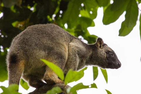 Cairns & Port Douglas All-Inclusive 7 Days Touring Package - Attractions 8