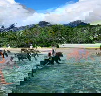 Afternoon Beach Horse Ride in Cape Tribulation - Attractions