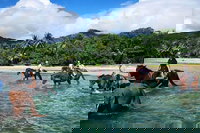 Afternoon Beach Horse Ride in Cape Tribulation