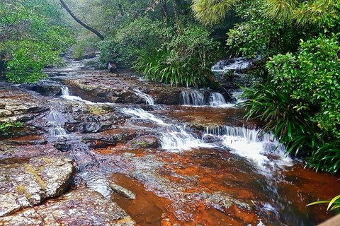 Springbrook Full Day Tour - Attractions 0