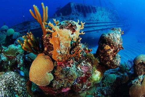 PADI Diving Courses On The Gold Coast - Attractions 3