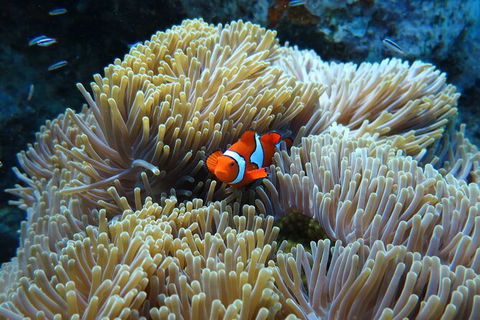 PADI Diving Courses On The Gold Coast - Attractions 4