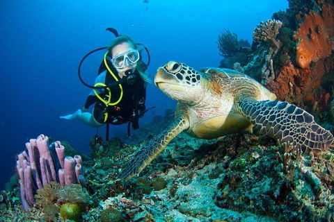 PADI Diving Courses On The Gold Coast - Attractions 1
