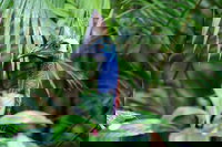 Guided Night Walk in Cape Tribulation