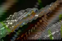 Family Night Walking Tour at Tropical Rainforest in Daintree