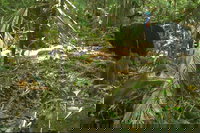 Small-Group Trekking Experience in Daintree National Park