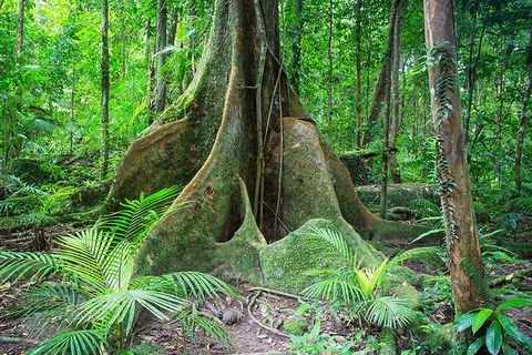 Mossman Gorge Adventure Day - Attractions 1