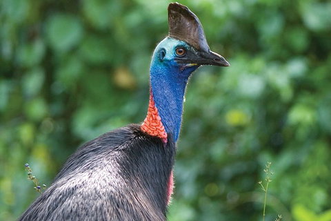 5 Day Australia Retreat: Queensland Daintree - Attractions 1