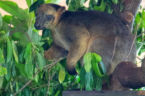 Virtual Interactive Australian Wildlife Tour With Private Guide-Wildlife Habitat - Attractions 1
