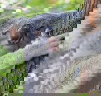 Virtual Interactive Australian Wildlife Tour With Private Guide-Wildlife Habitat