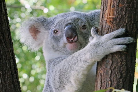 Virtual Interactive Australian Wildlife Tour With Private Guide-Wildlife Habitat - Attractions 0