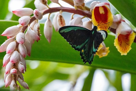 Australian Butterfly Sanctuary- Virtual Interactive Tour With Private Guide - Attractions 0