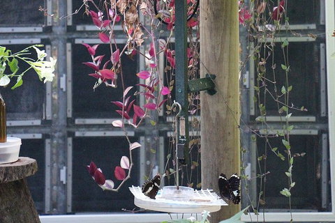 Australian Butterfly Sanctuary- Virtual Interactive Tour With Private Guide - Attractions 6