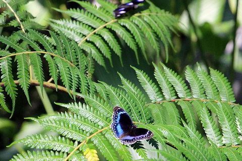 Australian Butterfly Sanctuary- Virtual Interactive Tour With Private Guide - Attractions 3