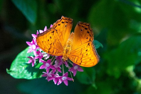 Australian Butterfly Sanctuary- Virtual Interactive Tour With Private Guide - Attractions 1