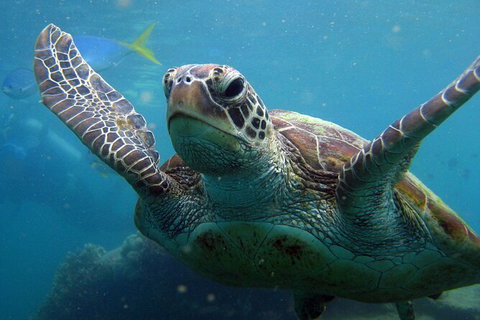 2 Night Whitsunday Islands Cruise On Atlantic Clipper From Airlie Beach - See Attractions 6