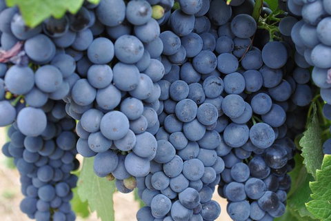 Barossa Valley Cellar Doors Luxury Wine Tour - Attractions 5